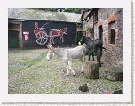 0388-Clovelly Donkeys * 800 x 600 * (125KB)